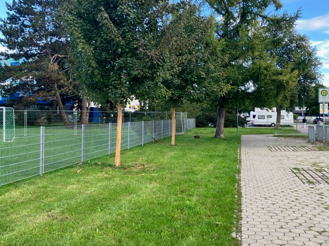 2025_Vandalismus-Bäume
